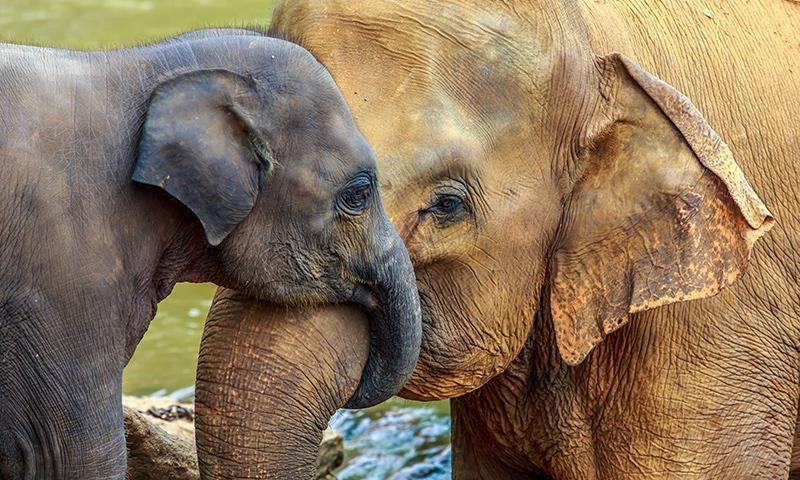 Das Gen gegen Krebs Gen gegen Krebs