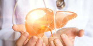 Die Leber und ihre zahlreichen Aufgaben Leber