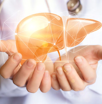 Die Leber und ihre zahlreichen Aufgaben Leber