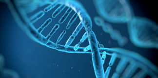 DNA und das menschliche Genom DNA