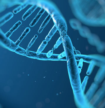 DNA und das menschliche Genom DNA