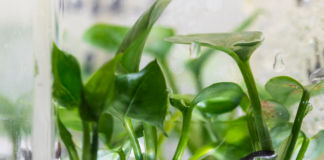 Bessere Raumluft dank Zimmerpflanze? Raumluft