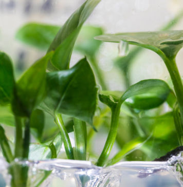 Bessere Raumluft dank Zimmerpflanze? Raumluft