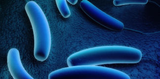 Bakterium baut Ammonium ab Ammonium