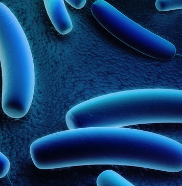 Bakterium baut Ammonium ab Ammonium