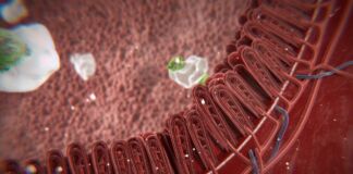 Zeolith – ein Wunderpulver?