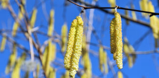Haselpollen lösen zahlreiche Allergien unbemerkt aus! Haselpollen