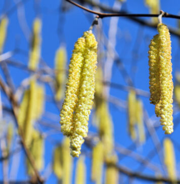 Haselpollen lösen zahlreiche Allergien unbemerkt aus! Haselpollen
