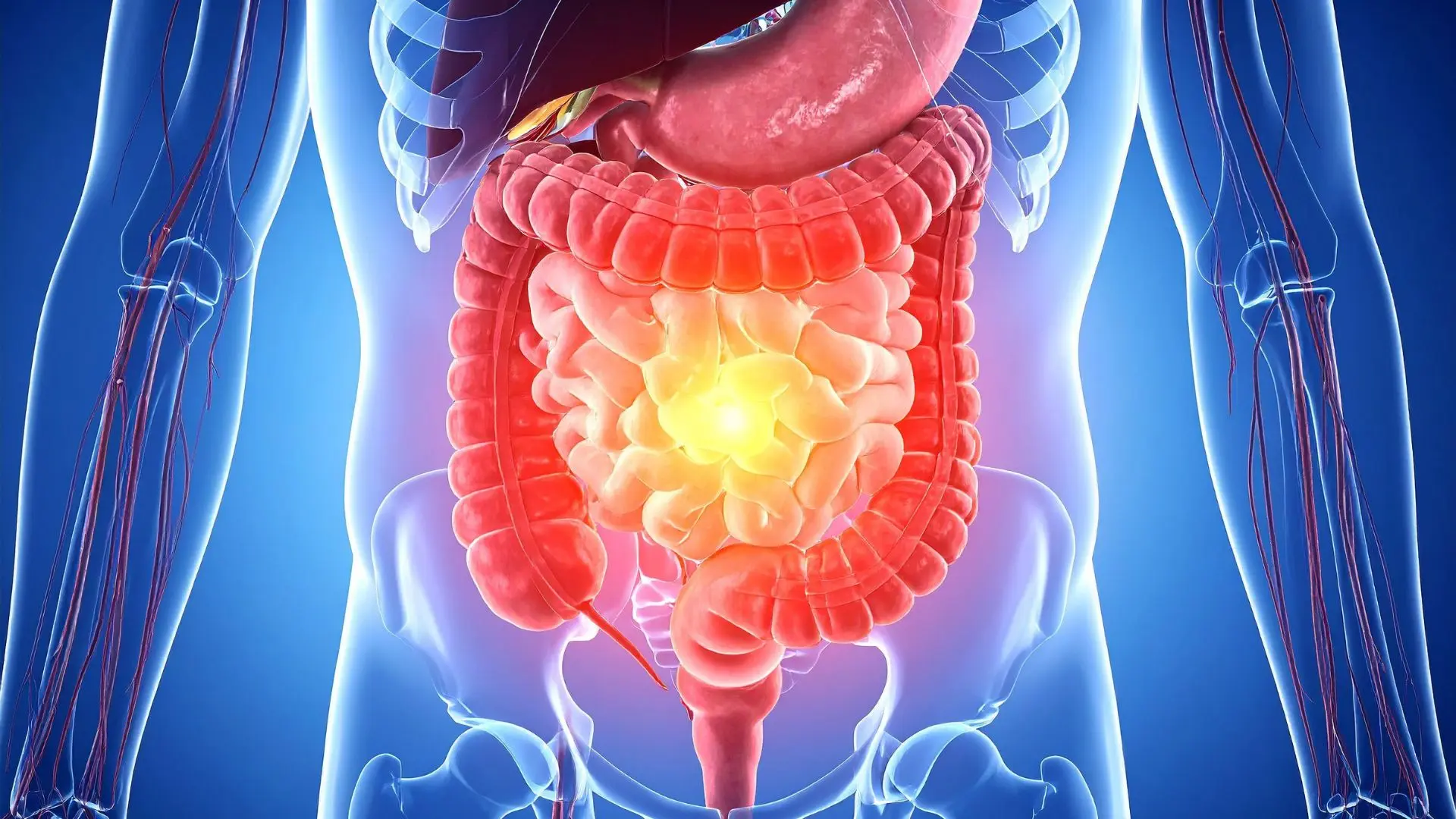 Darmgesundheit und Stoffwechsel als verbundenes System